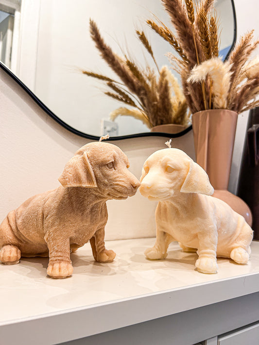 Large Dachshund Dog